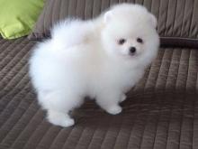 Puppies for sale pomeranian spitz - Russia, Moscow