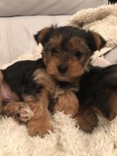 Puppies for sale yorkshire terrier - Ireland, Dublin