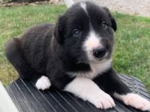 Puppies for sale border collie - Armenia, Gyumri