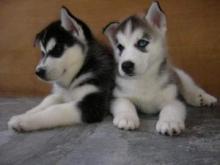 Puppies for sale haski - Greece, Athens
