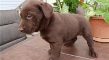 Puppies for sale labrador retriever - Ireland, Dublin