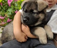 Puppies for sale other breed, norwegian elkhound - Ukraine, Kiev