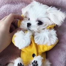 Puppies for sale maltese - Denmark, Kopenagen