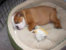 Puppies for sale english bulldog - Russia, Moscow. Price 450 $