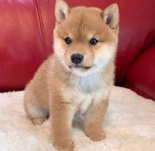 Puppies for sale , shiba inu - Ireland, Cork