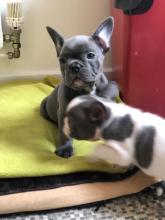 Puppies for sale french bulldog - Greece, Athens. Price 250 €