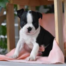 Puppies for sale boston terrier - Georgia, Rustavi