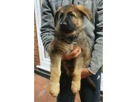 Puppies for sale german shepherd dog - United Kingdom, Chester