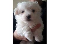 Puppies for sale maltese - United Kingdom, Esek