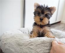 Puppies for sale yorkshire terrier - United Kingdom, Middlesbrough