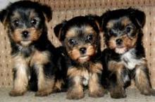 Puppies for sale yorkshire terrier - Germany, Hannover