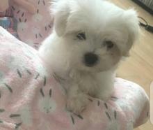 Puppies for sale maltese - Ireland, castlebar