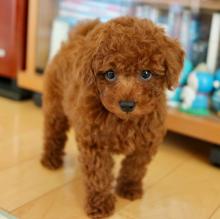 Puppies for sale toy-poodle - Germany, Leverkusen