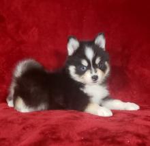 Puppies for sale , pomsky - Netherlands, Harlem