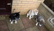 Puppies for sale , siberian husky - Italy, Milan