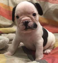 Puppies for sale english bulldog - USA, Massachusetts