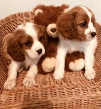 Puppies for sale king charles spaniel - Finland, Helsinki. Price 250 €