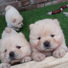 Puppies for sale chow chow - Slovenia, Biograd. Price 250 €