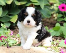 Puppies for sale , cavalier king - Greece, Patra