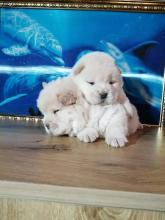 Puppies for sale chow chow - Greece, Larissa. Price 250 €