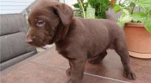 Puppies for sale labrador retriever - Czech Republic, Banska Bystrica