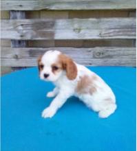 Puppies for sale king charles spaniel - Greece, Heraklion. Price 250 €