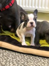 Puppies for sale french bulldog - France, Lille. Price 250 €