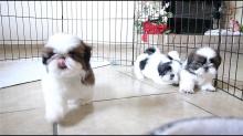 Puppies for sale shih tzu - Ukraine, Lvov