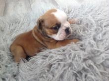 Puppies for sale english bulldog - Greece, Heraklion