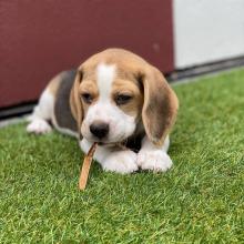 Puppies for sale beagle - Czech Republic, Prague