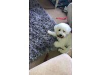 Puppies for sale bichon, bichon frise - Greece, Heraklion