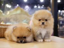 Puppies for sale pomeranian spitz - Netherlands, Enschede