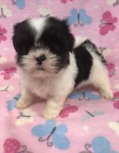 Puppies for sale shih tzu - Denmark, Aalborg