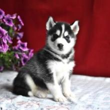 Puppies for sale , siberian husky - United Kingdom, Colchester