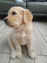 Puppies for sale golden retriever - Estonia, Sillamyae. Price 400 €