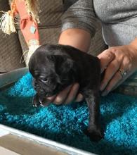 Puppies for sale french bulldog - Estonia, Sillamyae. Price 700 €