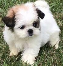 Puppies for sale shih tzu - Belarus, Minsk