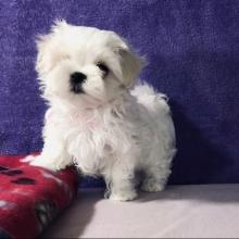 Puppies for sale maltese - Georgia, Poti