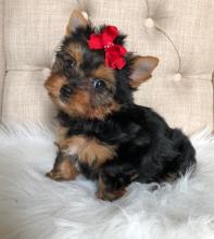 Puppies for sale yorkshire terrier - Denmark, Aarhus