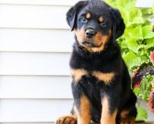 Puppies for sale rottweiler - Greece, Heraklion