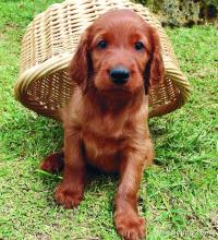 Puppies for sale irish setter - Ireland, Dublin