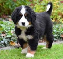 Puppies for sale bernese mountain dog - Germany, Stuttgart
