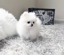 Puppies for sale pomeranian spitz - United Kingdom, Perth