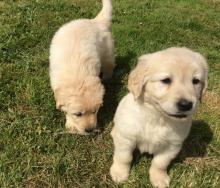 Puppies for sale golden retriever - Kyrgyzstan, Osh