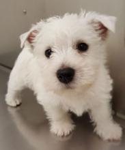 Puppies for sale west highland white terrier - Poland, Warsaw