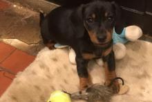 Puppies for sale dachshund - Ukraine, Exactly