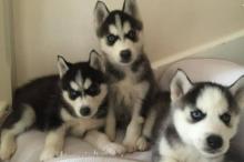 Puppies for sale haski - Slovenia, Ljubljana. Price 10 €