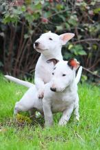 Puppies for sale bull terrier - Czech Republic, Brno. Price 10 €