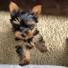 Puppies for sale yorkshire terrier - Italy, Rome