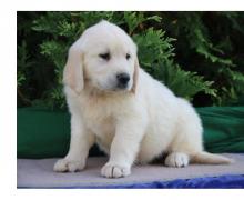 Puppies for sale golden retriever - Denmark, Aalborg